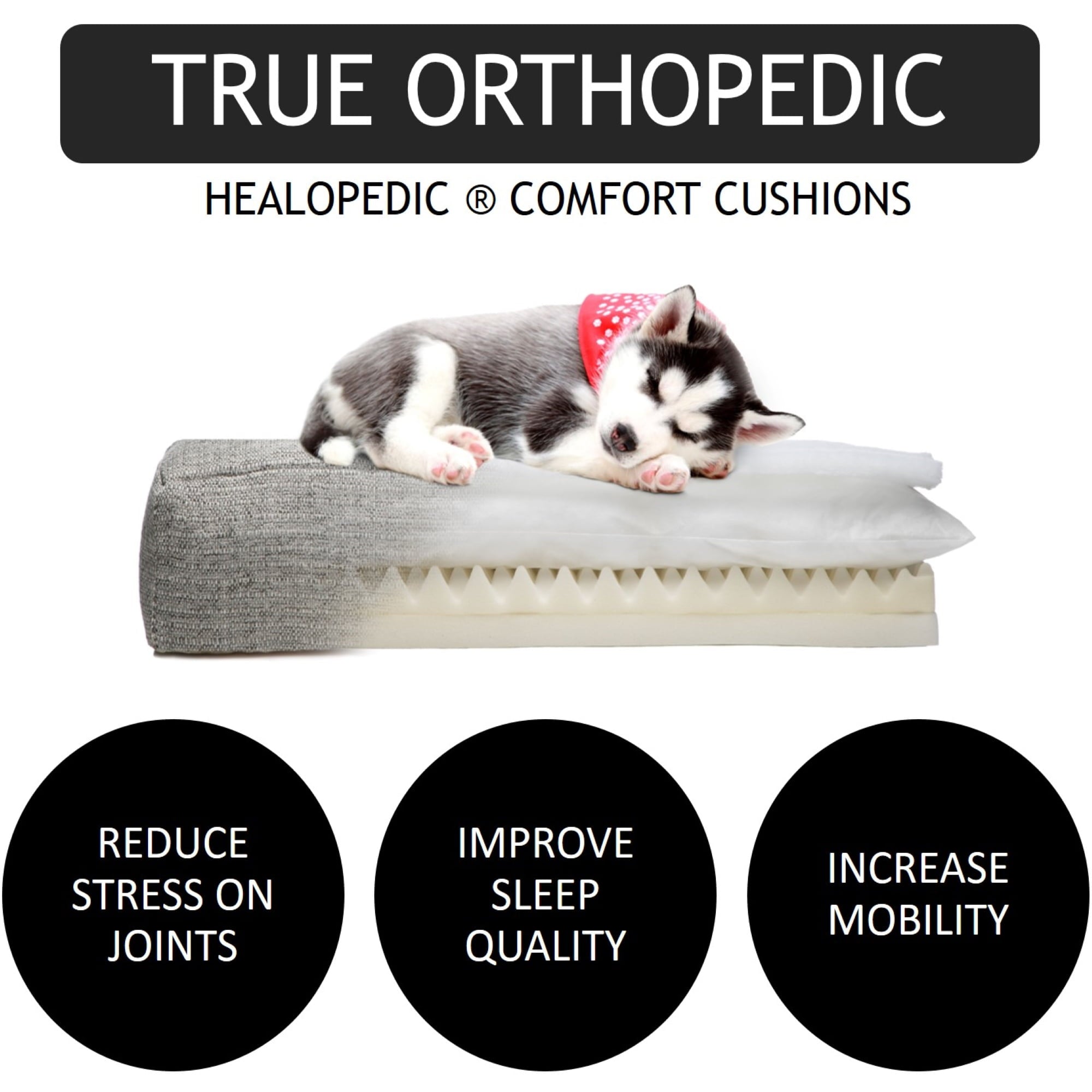 Club Nine Pets Weston Orthopedic Dog Bed， Large， Ivory.